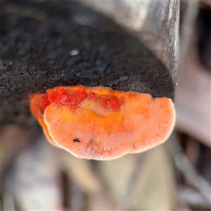 Trametes coccinea at Lindfield, NSW by Hejor1