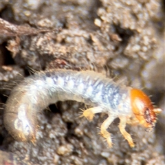 Coleoptera (order) immature at Lindfield, NSW - 18 Jan 2025 by Hejor1