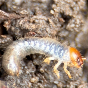 Coleoptera (order) immature at Lindfield, NSW by Hejor1