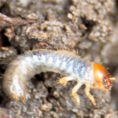 Coleoptera (order) immature at Lindfield, NSW - 18 Jan 2025 by Hejor1