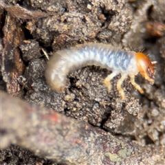 Adoryphorus coulonii at Lindfield, NSW - 18 Jan 2025 01:19 PM