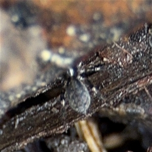 Artoria sp. (genus) at Lindfield, NSW by Hejor1