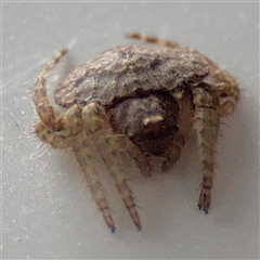 Dolophones sp. (genus) (Wrap-around spider) at Lindfield, NSW - 18 Jan 2025 by Hejor1