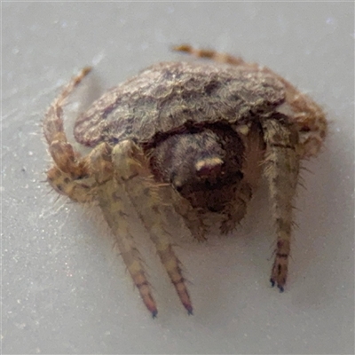 Dolophones sp. (genus) (Wrap-around spider) at Lindfield, NSW - 18 Jan 2025 by Hejor1