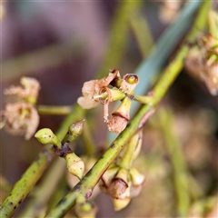 Eucalyptus sp. at Lindfield, NSW - 18 Jan 2025 by Hejor1