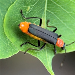 Chauliognathus tricolor at Lindfield, NSW - 18 Jan 2025 01:11 PM