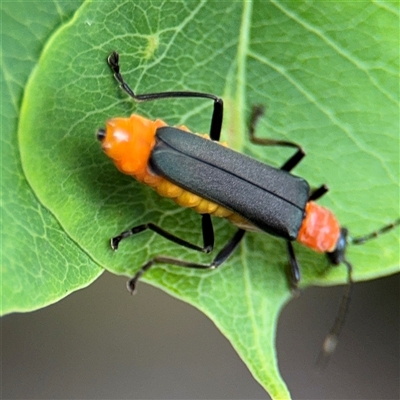 Chauliognathus tricolor (Tricolor soldier beetle) at Lindfield, NSW - 18 Jan 2025 by Hejor1