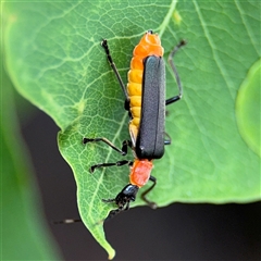 Chauliognathus tricolor at Lindfield, NSW - 18 Jan 2025 01:11 PM