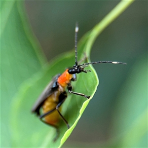 Chauliognathus tricolor at Lindfield, NSW - 18 Jan 2025 01:11 PM