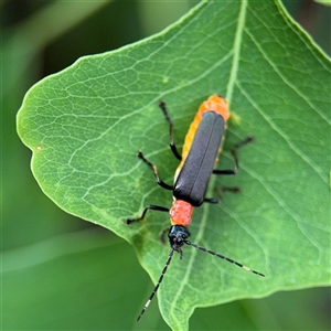 Chauliognathus tricolor at Lindfield, NSW - 18 Jan 2025 01:11 PM