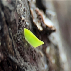 Siphanta sp. (genus) (Green planthopper, Torpedo bug) at Lindfield, NSW - 18 Jan 2025 by Hejor1