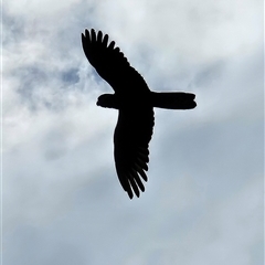 Zanda funerea (Yellow-tailed Black-Cockatoo) at Braidwood, NSW - 19 Jan 2025 by MatthewFrawley