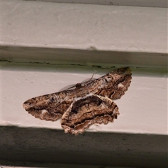 Scioglyptis lyciaria (White-patch Bark Moth) at Higgins, ACT - 20 Mar 2022 by Untidy