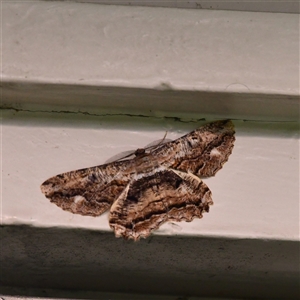 Scioglyptis lyciaria (White-patch Bark Moth) at Higgins, ACT by Untidy