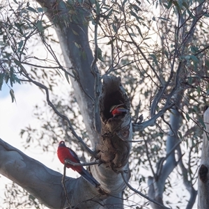 Platycercus elegans (Crimson Rosella) at Higgins, ACT by Untidy