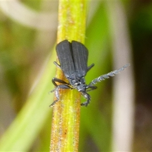 Lycidae sp. (family) at Southwest, TAS by VanessaC