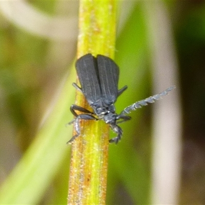 Lycidae sp. (family) at Southwest, TAS - 19 Jan 2025 by VanessaC