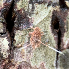 Platybrachys sp. (genus) at Lindfield, NSW - 18 Jan 2025 by Hejor1