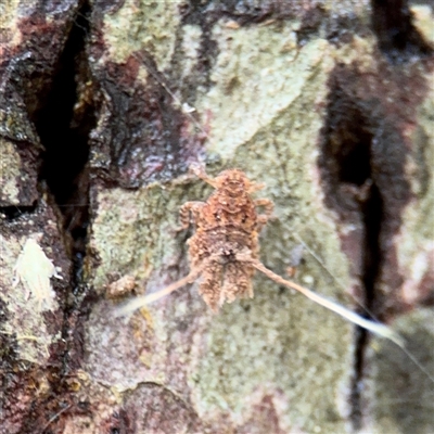 Fulgoroidea (superfamily) (Unidentified fulgoroid planthopper) at Lindfield, NSW - 18 Jan 2025 by Hejor1