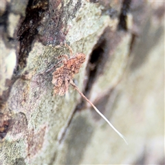 Fulgoroidea (superfamily) at Lindfield, NSW - 18 Jan 2025 01:08 PM