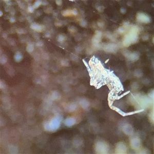 Philoponella congregabilis at Lindfield, NSW - 18 Jan 2025 01:07 PM