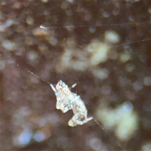Philoponella congregabilis at Lindfield, NSW - 18 Jan 2025 01:07 PM