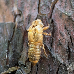 Cicadidae (family) at Lindfield, NSW - 18 Jan 2025 01:06 PM