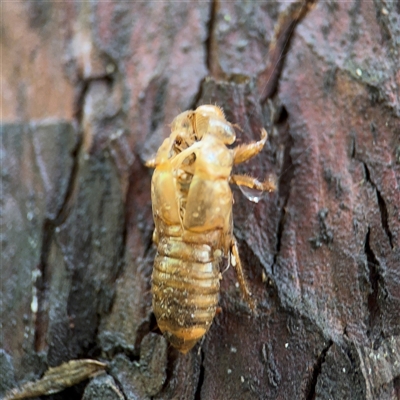 Cicadidae (family) (Unidentified cicada) at Lindfield, NSW - 18 Jan 2025 by Hejor1