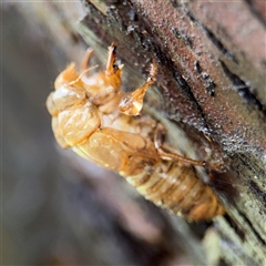 Cicadidae (family) at Lindfield, NSW - 18 Jan 2025 01:06 PM