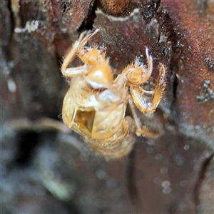 Cicadidae (family) at Lindfield, NSW - 18 Jan 2025 01:06 PM