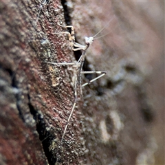 Archimantis sp. (genus) at Lindfield, NSW - 18 Jan 2025 by Hejor1