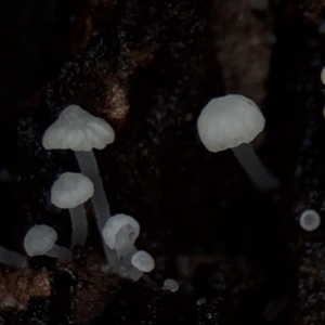 Mycena sp. at Lindfield, NSW by Hejor1