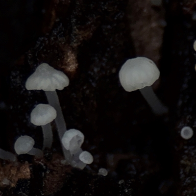 Mycena sp. at Lindfield, NSW - 18 Jan 2025 by Hejor1