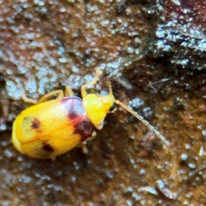 Monolepta sp. (genus) at Lindfield, NSW by Hejor1