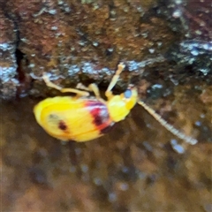 Monolepta sp. (genus) at Lindfield, NSW - 18 Jan 2025 01:03 PM