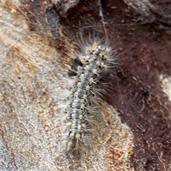 Asura cervicalis (Spotted Lichen Moth) at Lindfield, NSW - 18 Jan 2025 by Hejor1