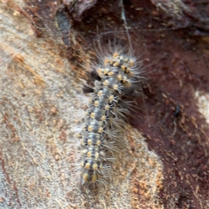 Asura cervicalis at Lindfield, NSW by Hejor1