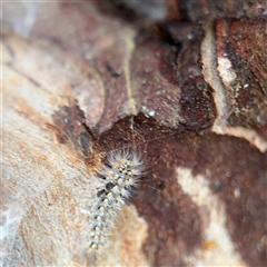 Asura cervicalis at Lindfield, NSW - 18 Jan 2025 01:02 PM