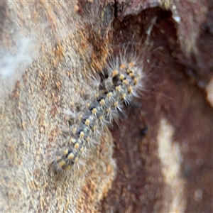 Asura cervicalis at Lindfield, NSW - 18 Jan 2025 01:02 PM