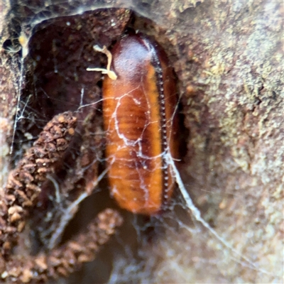 Blattidae sp. (family) at Lindfield, NSW - 18 Jan 2025 by Hejor1