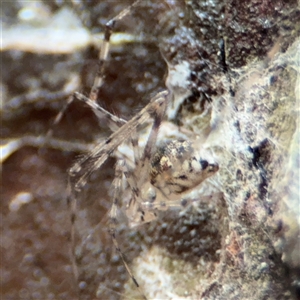 Parasteatoda sp. (genus) at Lindfield, NSW by Hejor1