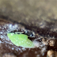Siphanta acuta at Lindfield, NSW - 18 Jan 2025 01:01 PM