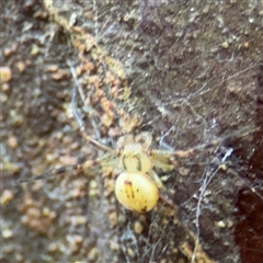 Thomisidae (family) at North Ryde, NSW - 18 Jan 2025 by Hejor1