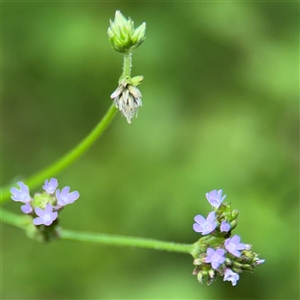 Verbena sp. at North Ryde, NSW by Hejor1