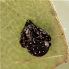 Araneus sp. (genus) at North Ryde, NSW - 18 Jan 2025 by Hejor1