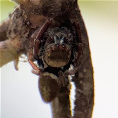 Opisthoncus sp. (genus) (Unidentified Opisthoncus jumping spider) at North Ryde, NSW - 18 Jan 2025 by Hejor1