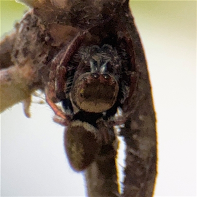 Opisthoncus sp. (genus) (Opisthoncus jumping spider) at North Ryde, NSW - 18 Jan 2025 by Hejor1