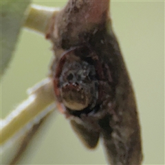 Opisthoncus sp. (genus) at North Ryde, NSW - 18 Jan 2025 12:53 PM