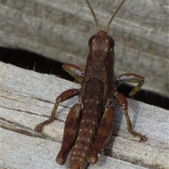 Unidentified Grasshopper (several families) at Southwest, TAS - 18 Jan 2025 by VanessaC