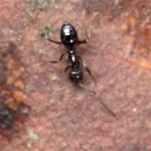 Formicidae (family) (Unidentified ant) at North Ryde, NSW by Hejor1